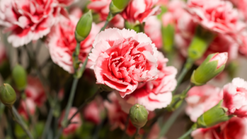 Carnations - Brunel Funeral Directors