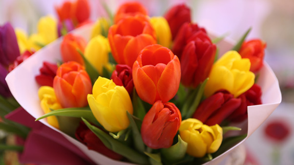 Tulips - Brunel Funeral Directors