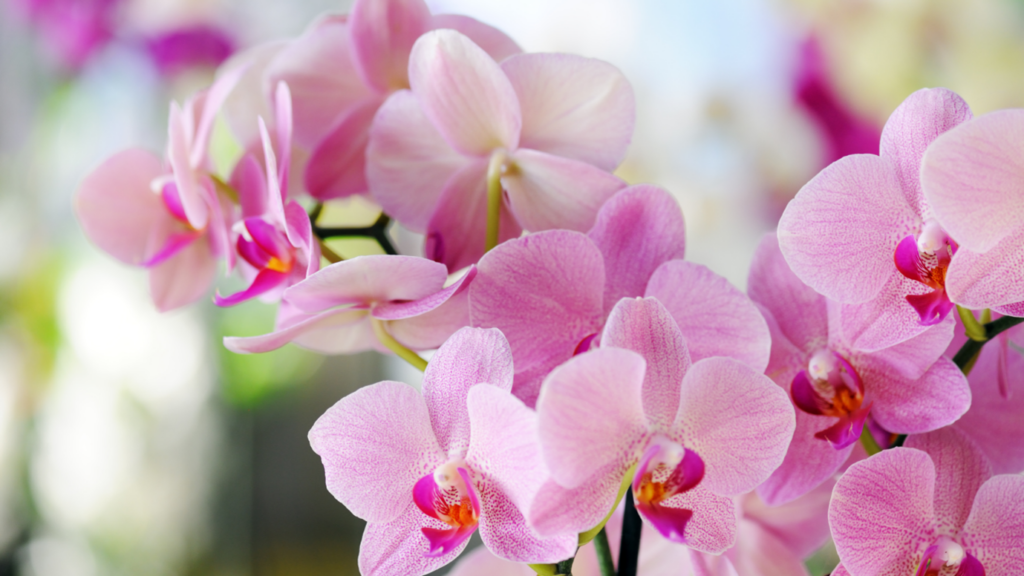 Orchids - Brunel Funeral Directors